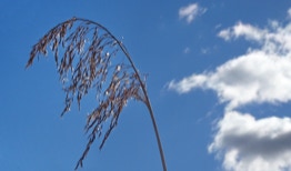 Reeds seen against the sky