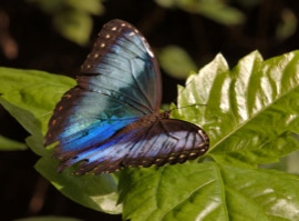 Morpho butterfly in Papiliorama, Havelte, Netherlands