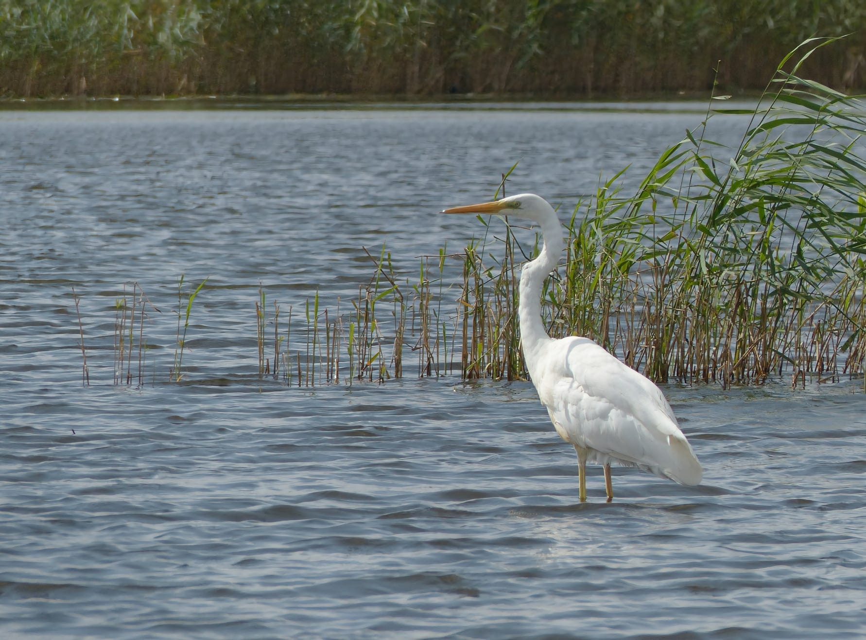 Egret bird, Naardermeer, Netherlands