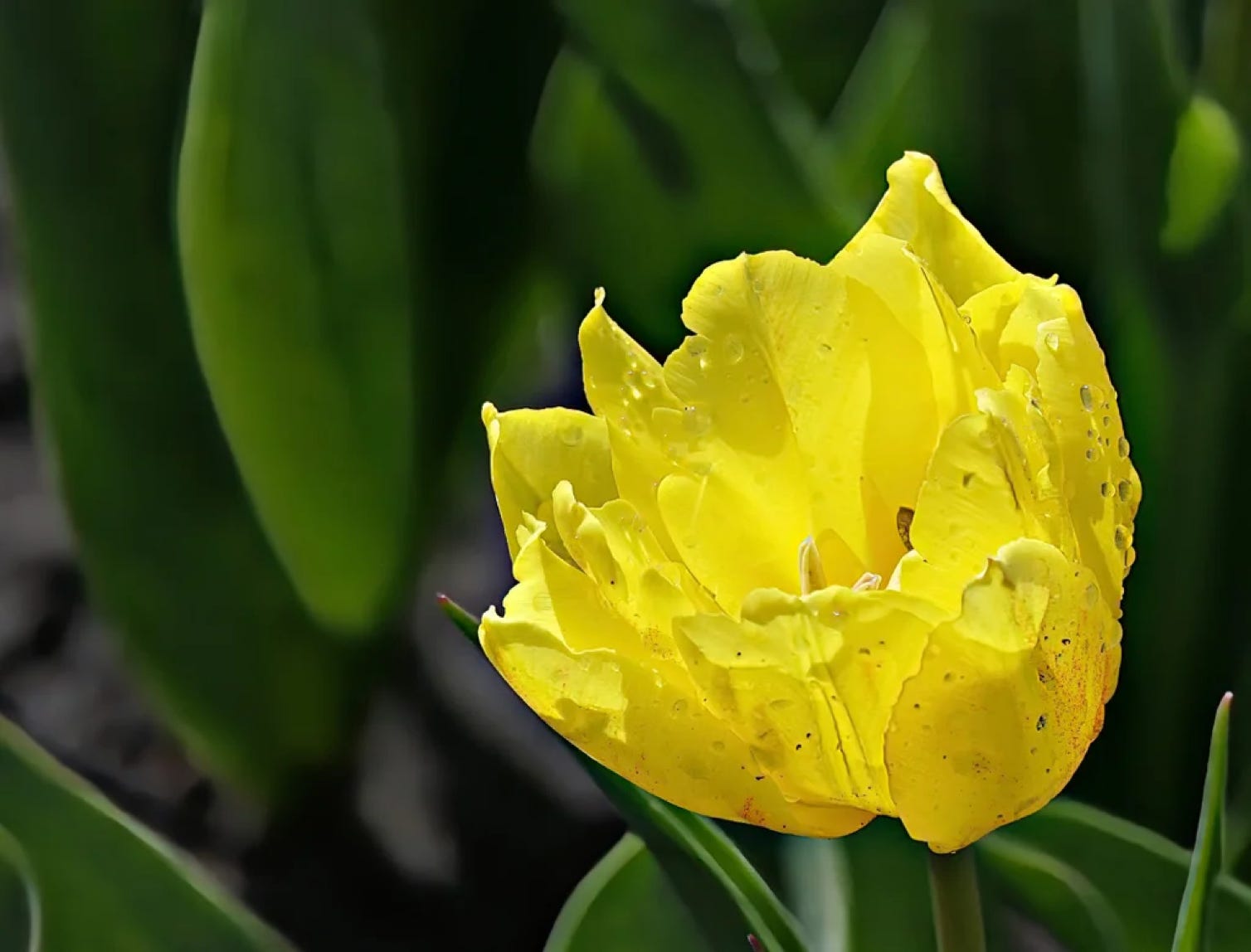 Yellow tulip