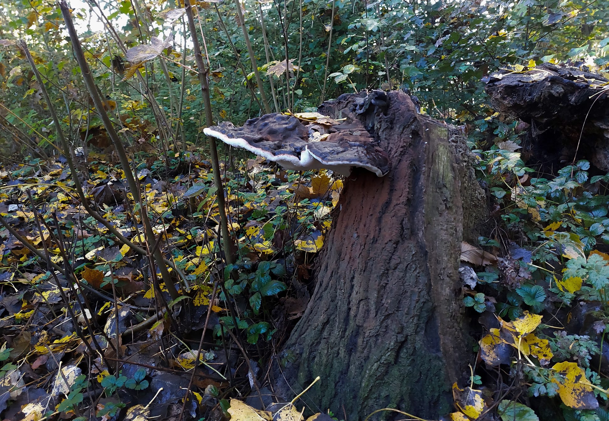 Mushroom on wood