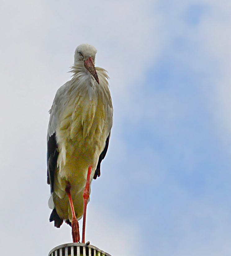 Stork on a chimney