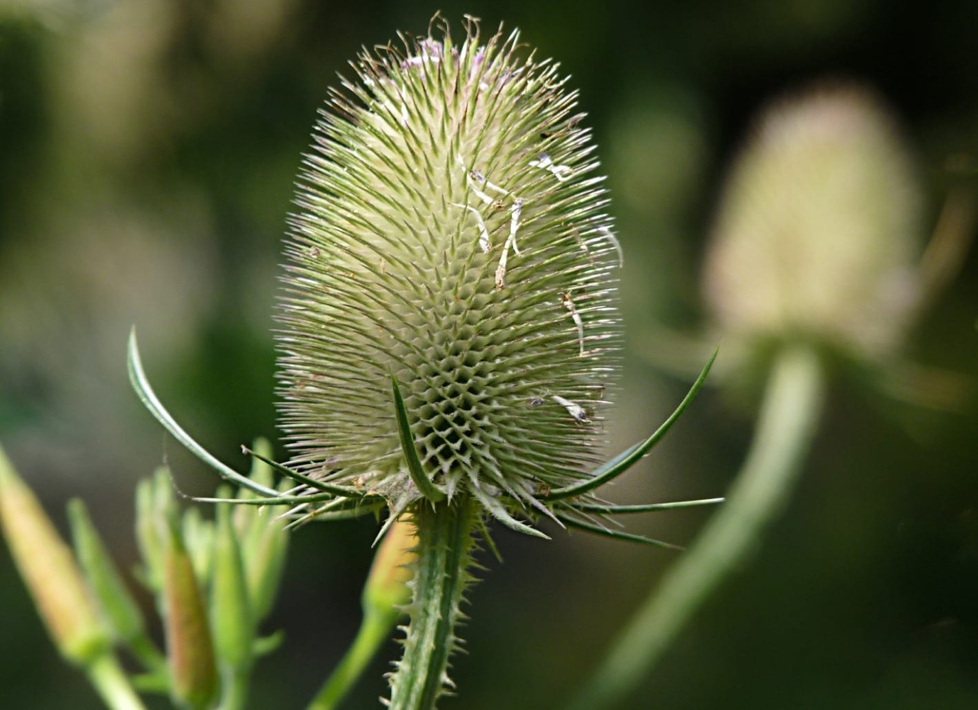 Dipsacus fullonum