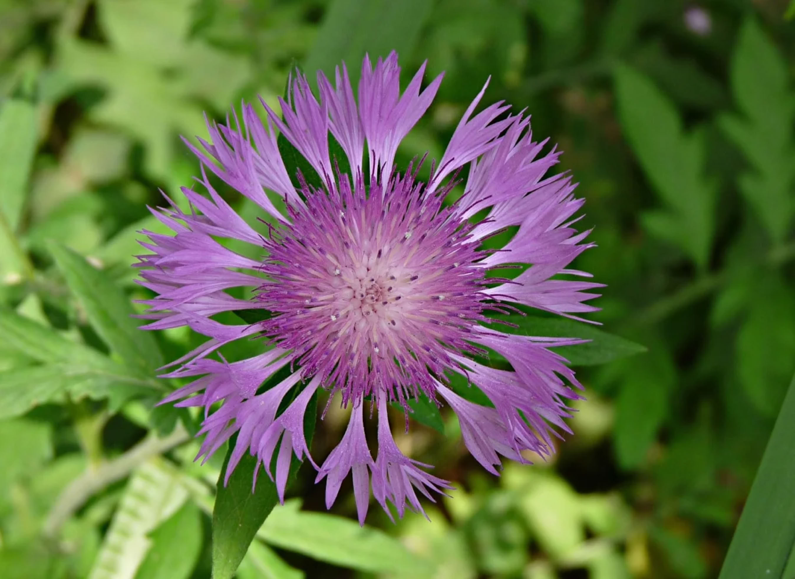 Centaurea fischeri