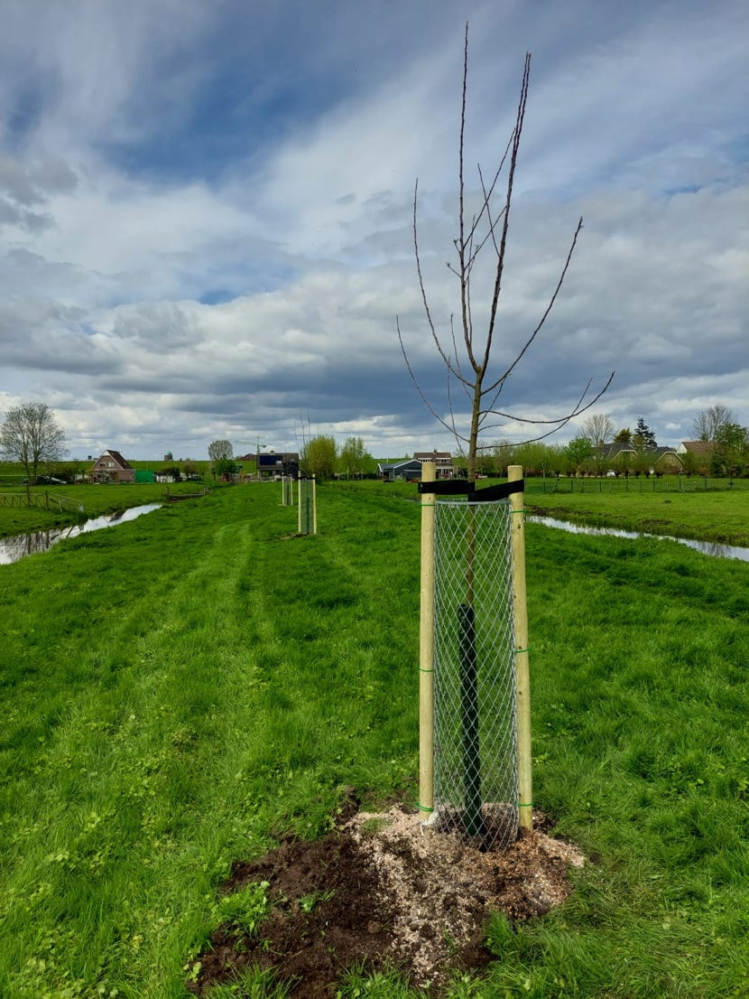 Fruittrees, just planted in in Streefkerk in the heart of South-Holland, the Netherlands