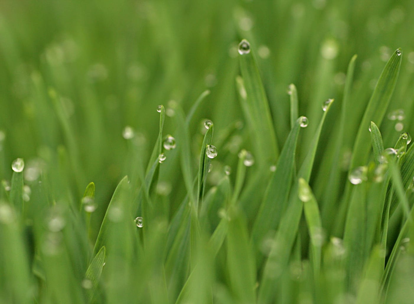 Dew on the grass