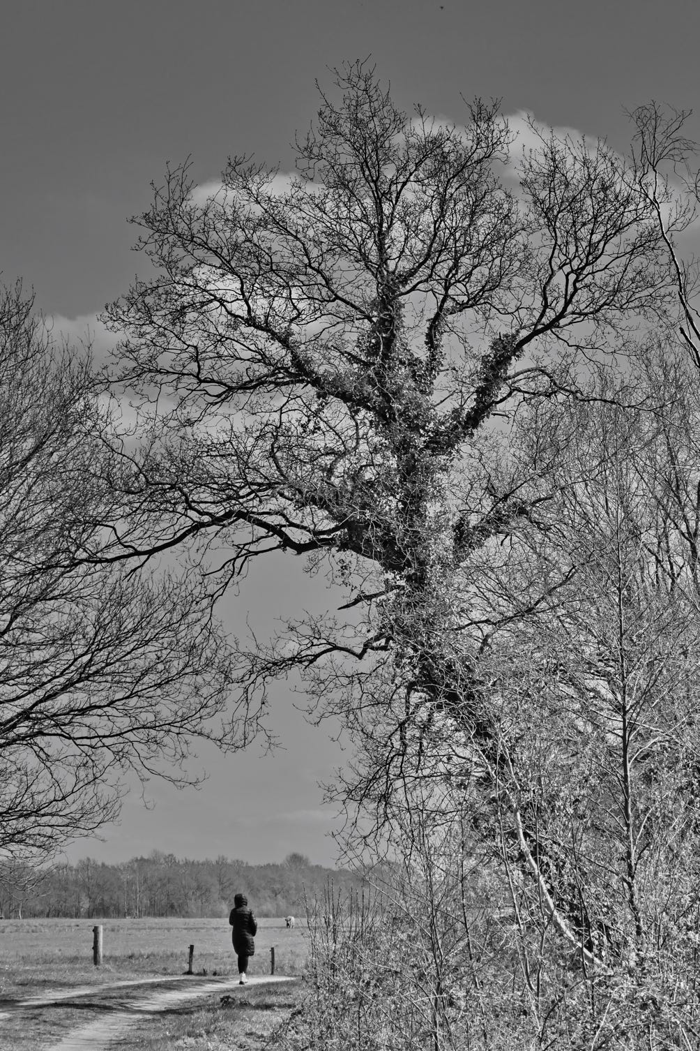 Woman walking under trees