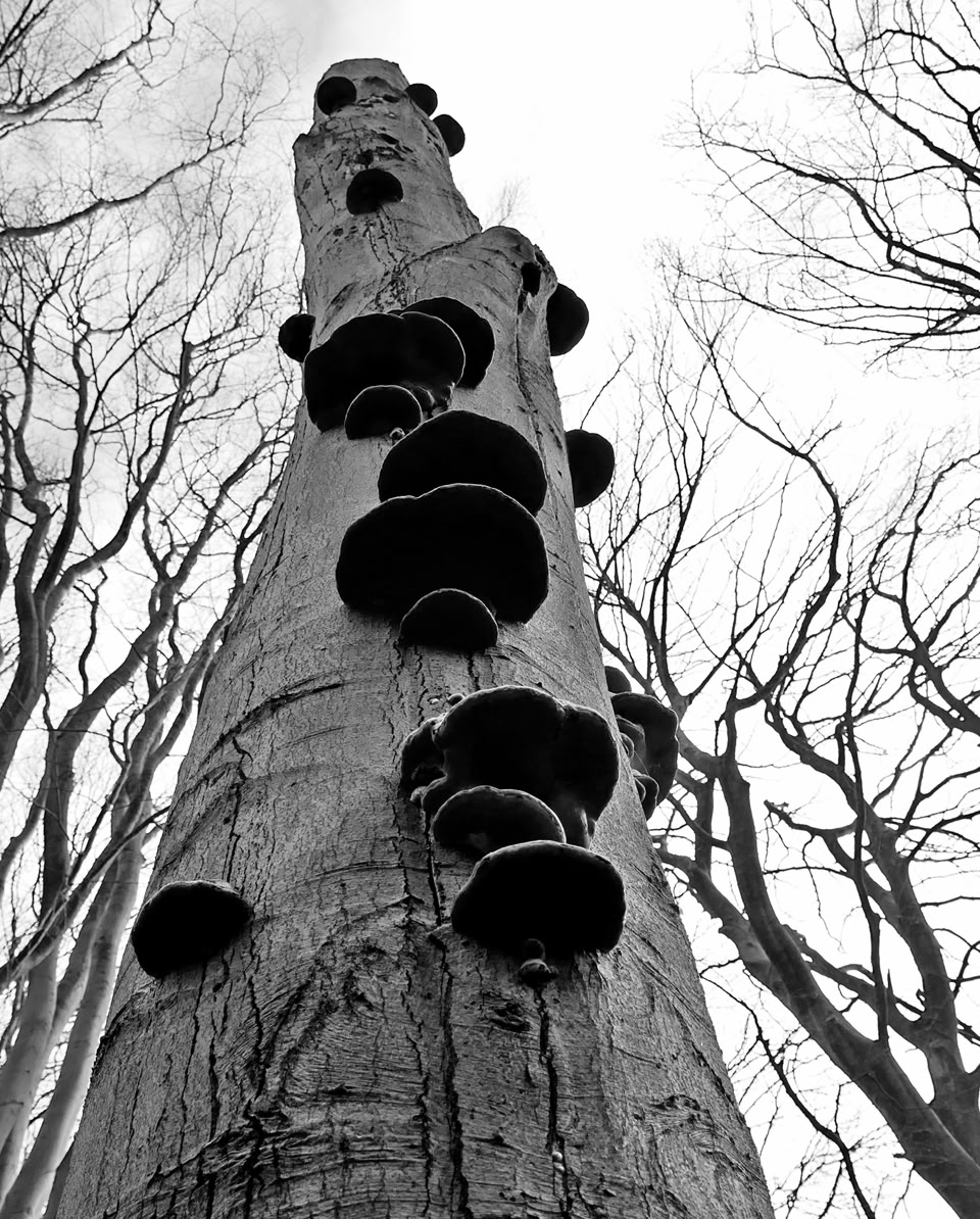 Mushrooms on the remains of a tree