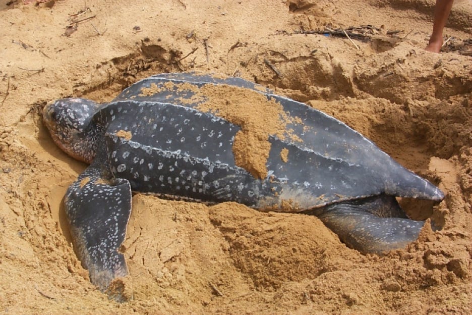 One of the largest sea turtles in the world near Galibi on the beach of Suriname.