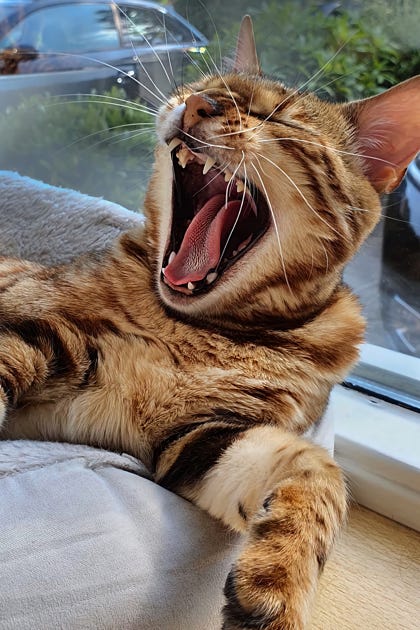 Bengal cat: Nala