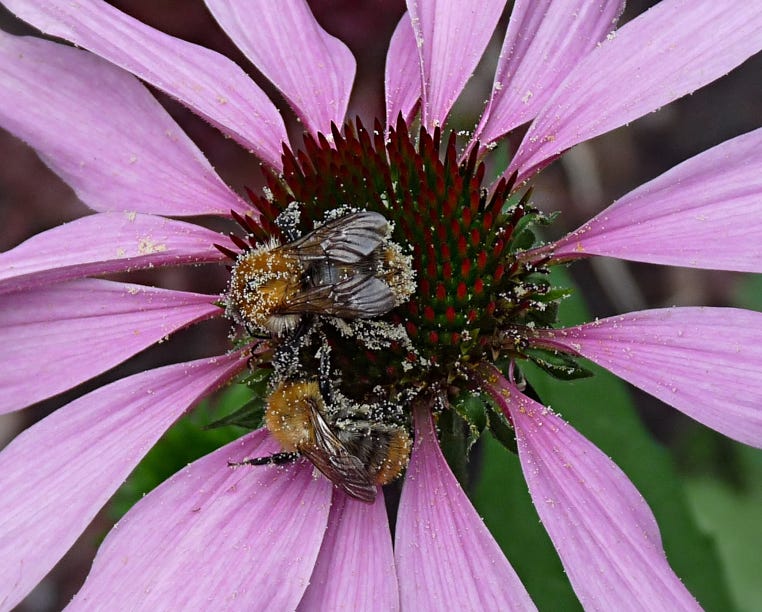 Bees collecting starch