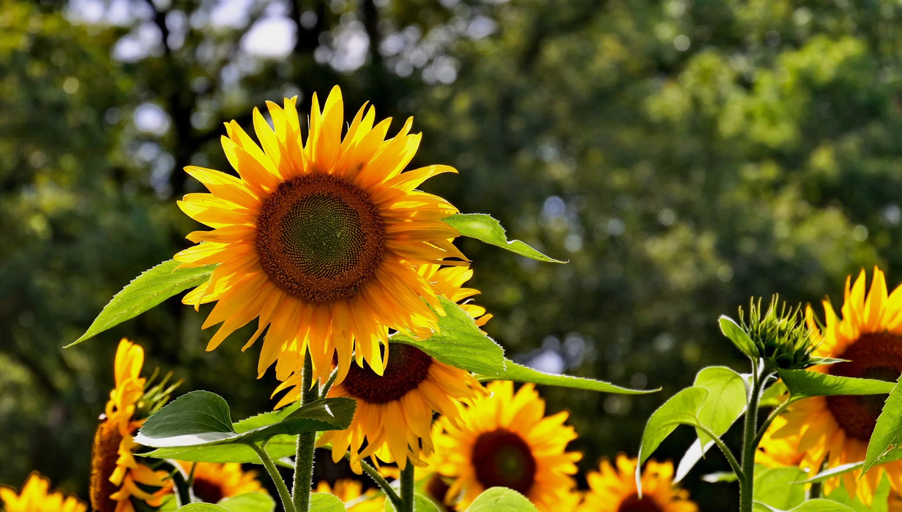 Sun flowers