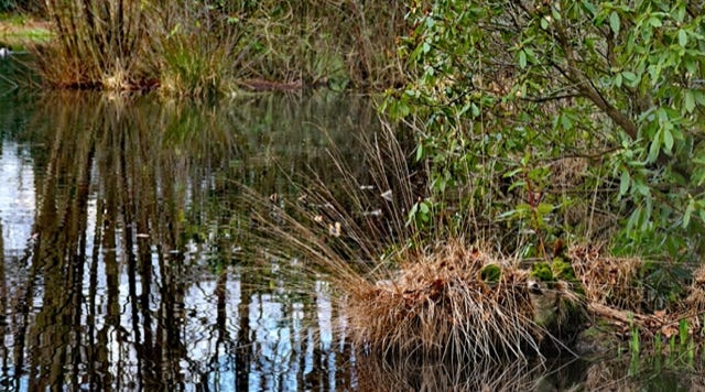 View of a small lake