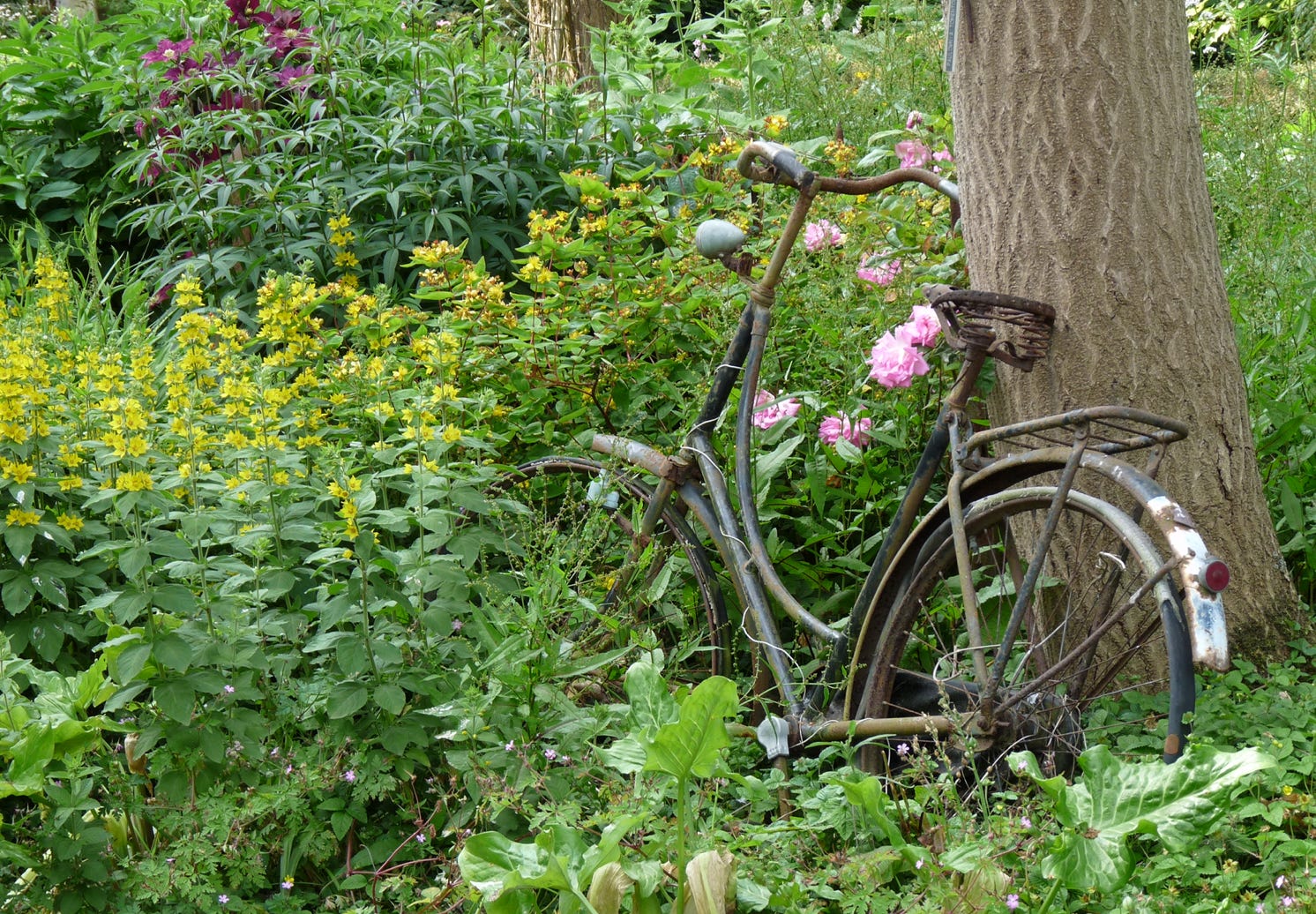 Abandoned bicycle in the Sequoiahof Vlake