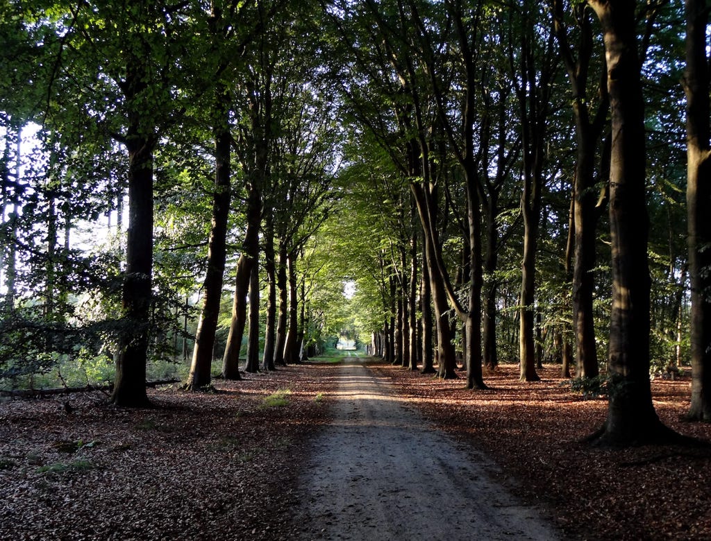 Avenue with beech trees in Forest of the Future, Huis ter Heide (Drenthe), Netherlands