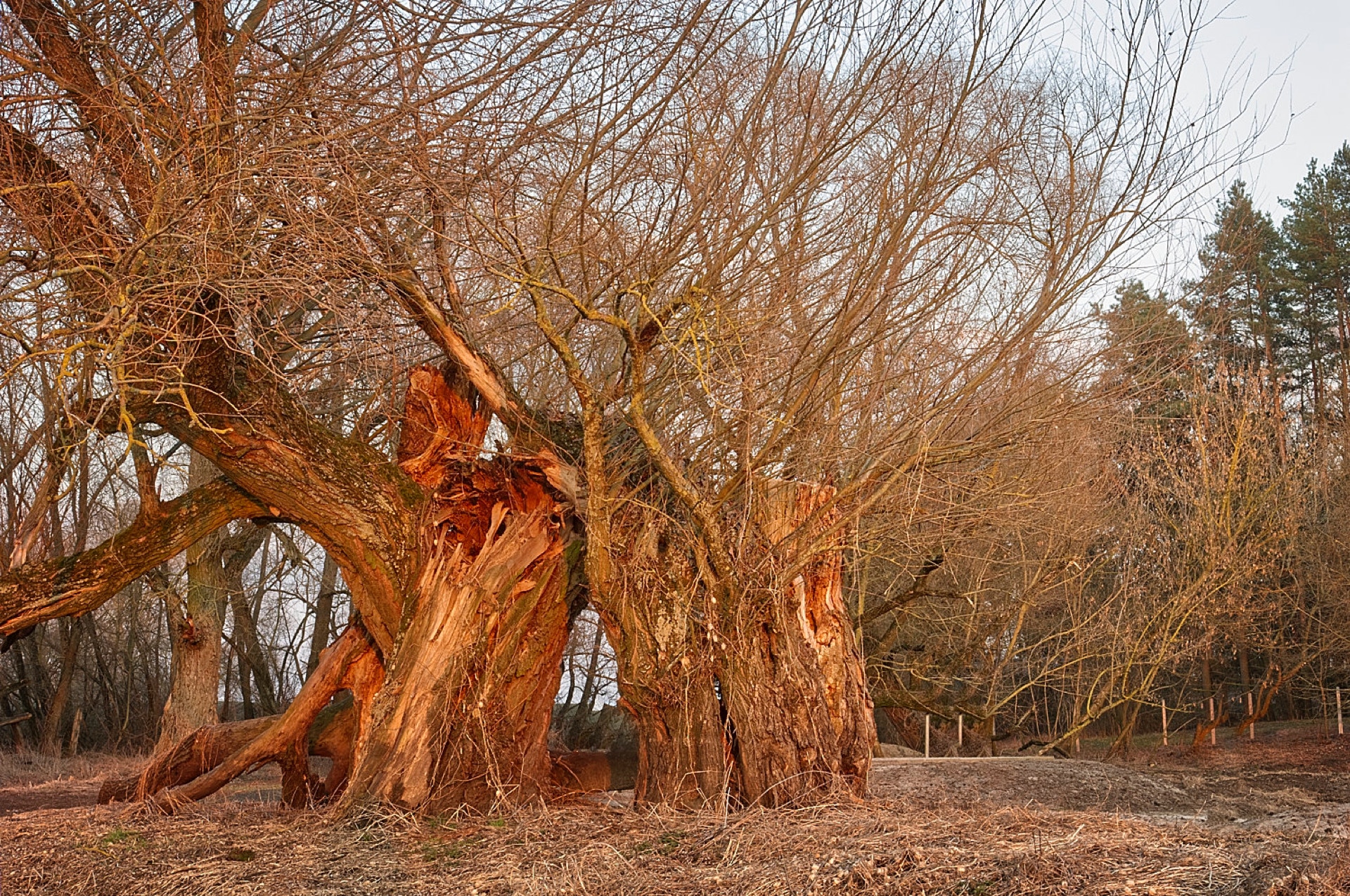 Trees in Bug Landscape Park -  Nabużański Park Krajobrazowy, Poland