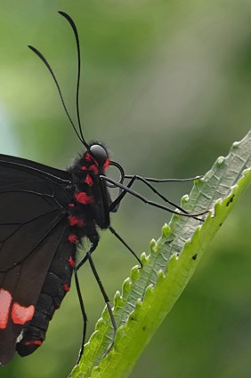 Anchises Cattleheart butterfly