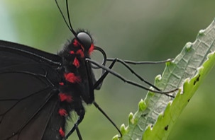 Anchises Cattleheart butterfly