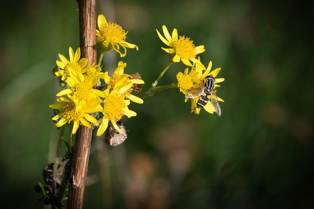 Wasp on yellow flower