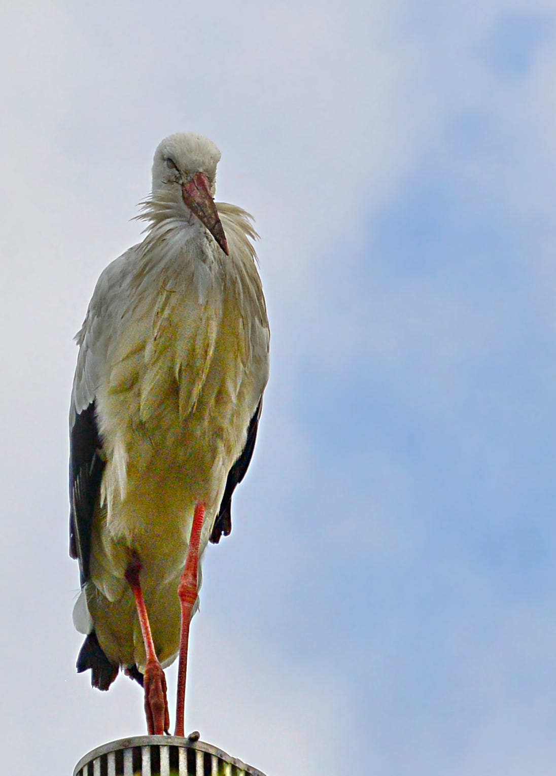 Stork on a roof
