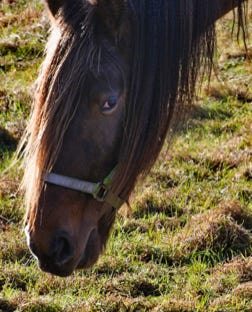 Attentive horse