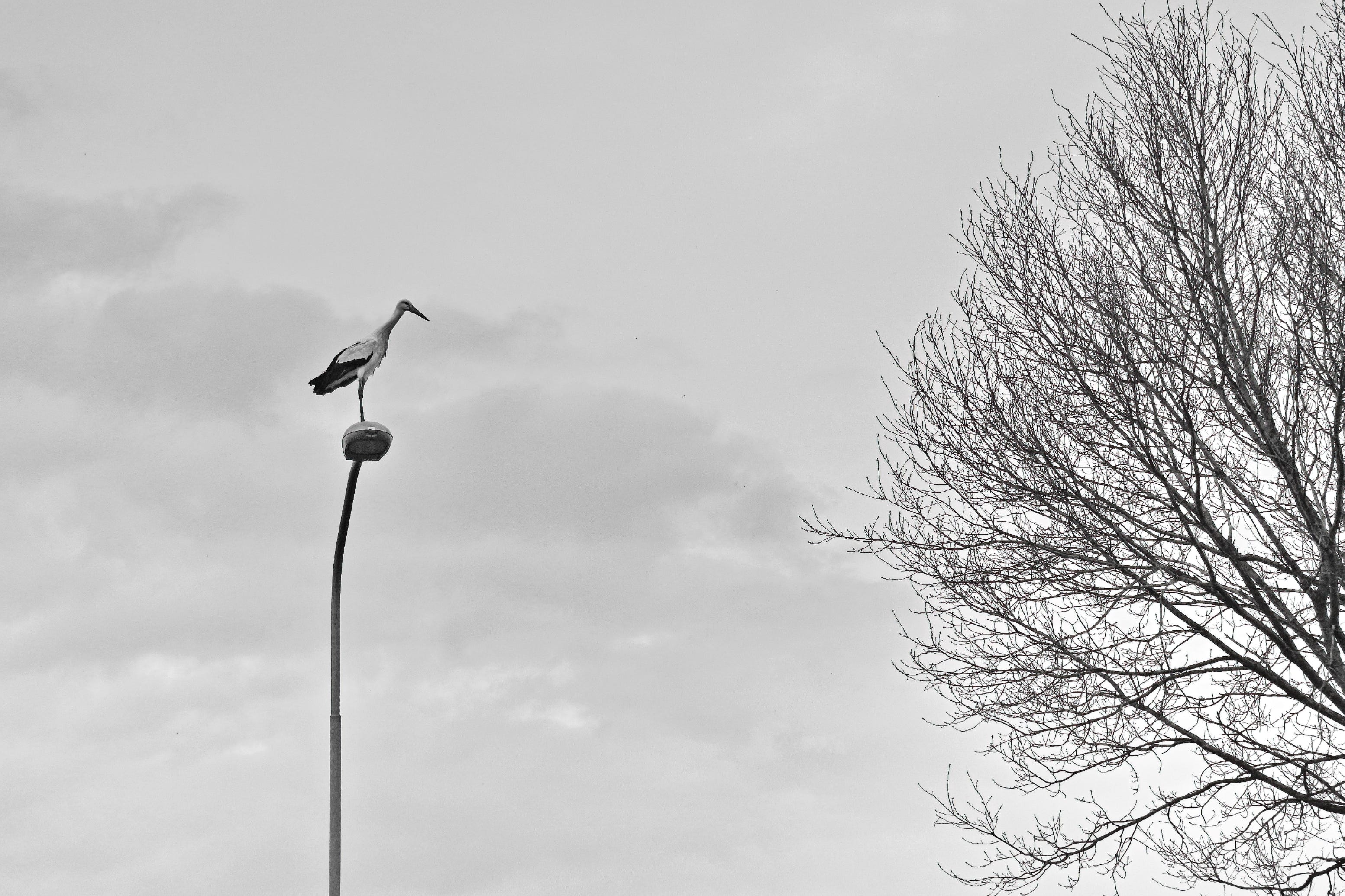 Stork on a lamppost, looking at ....?