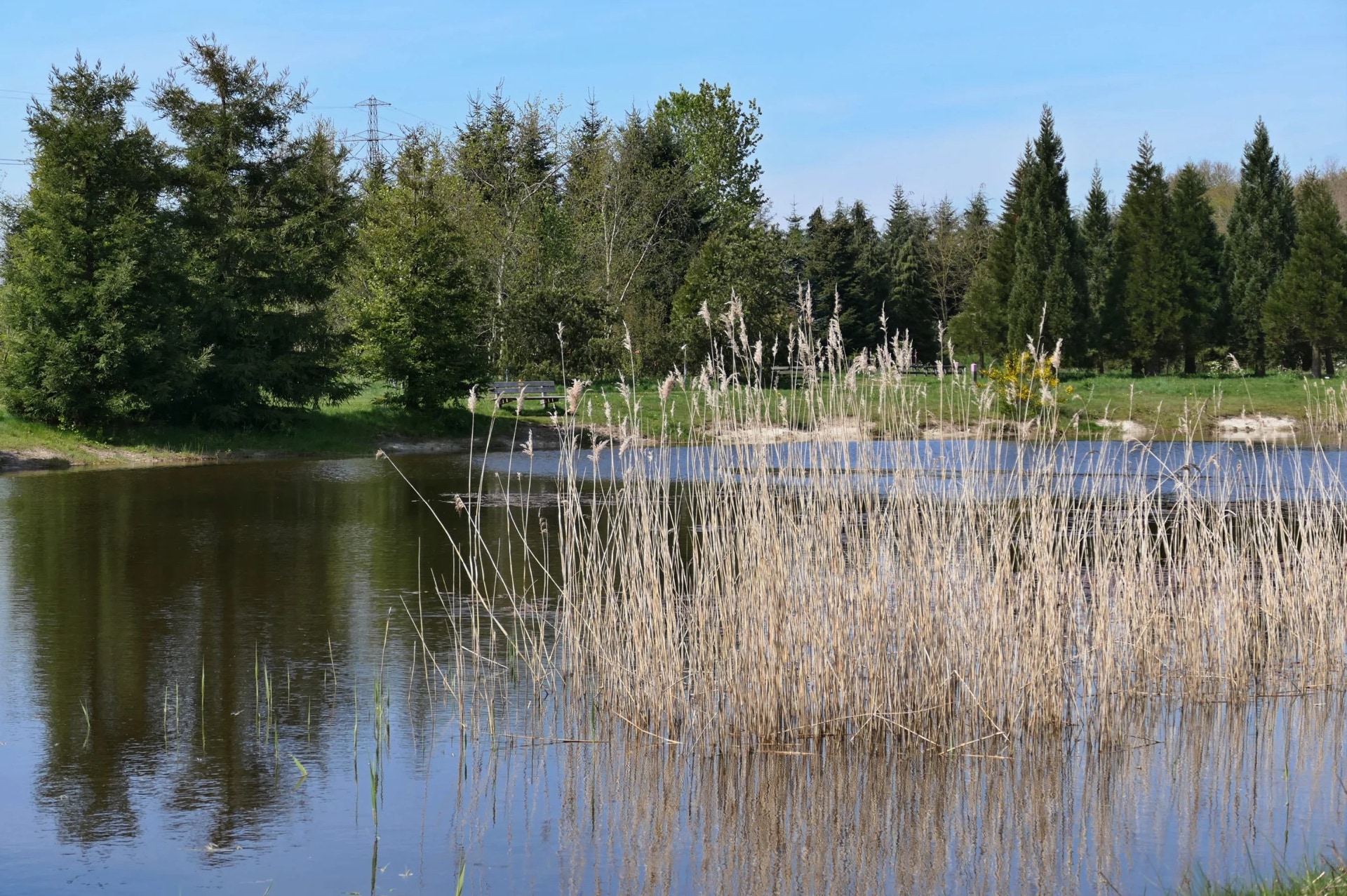 Reeds in a pond against the background of trees