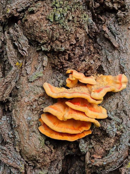 Orange tree fungus, killing a tree  in Assen, Netherlands