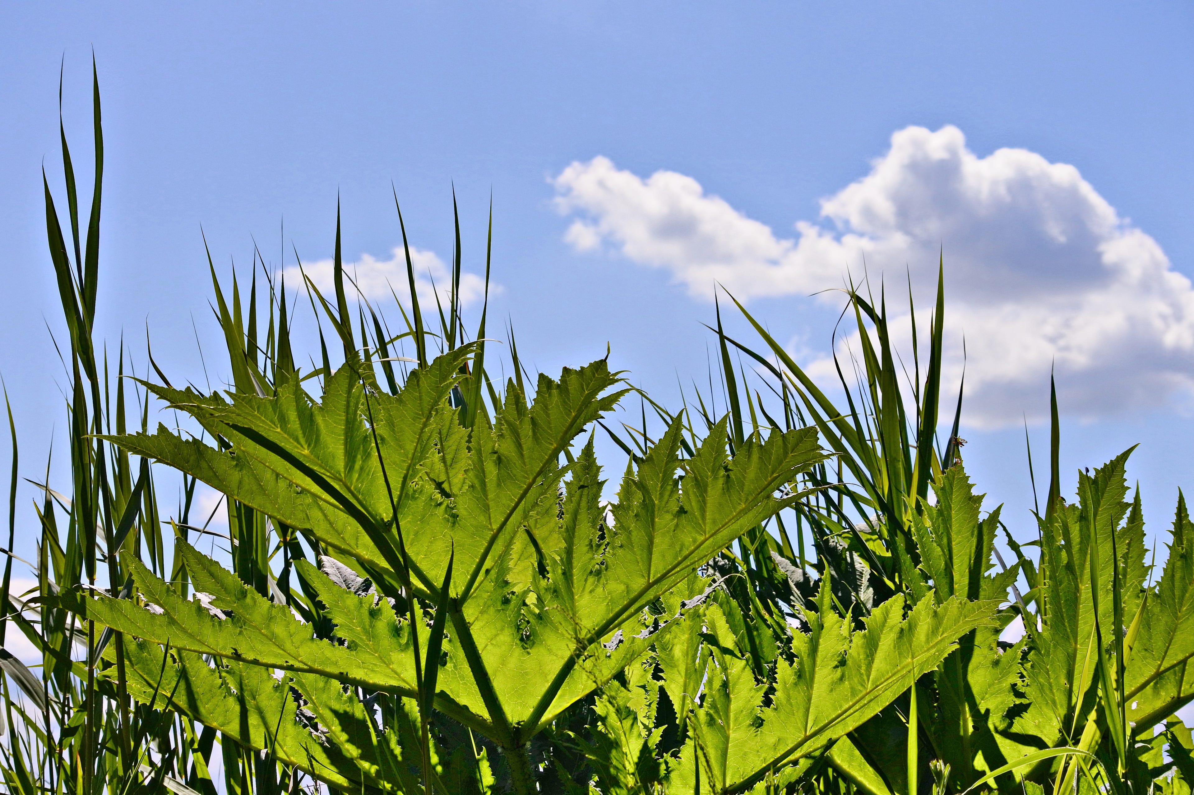 Reeds in a pond against the background of trees