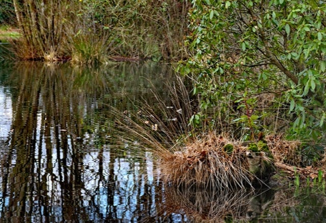 View of a small lake