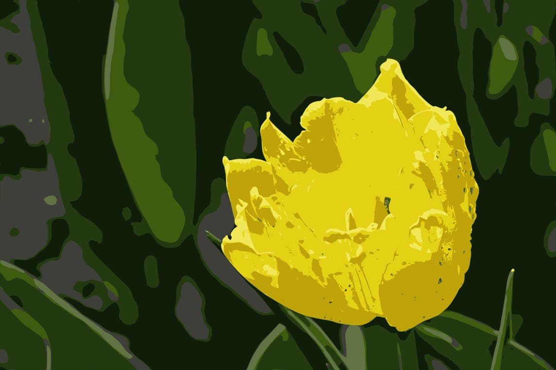 Yellow tulip