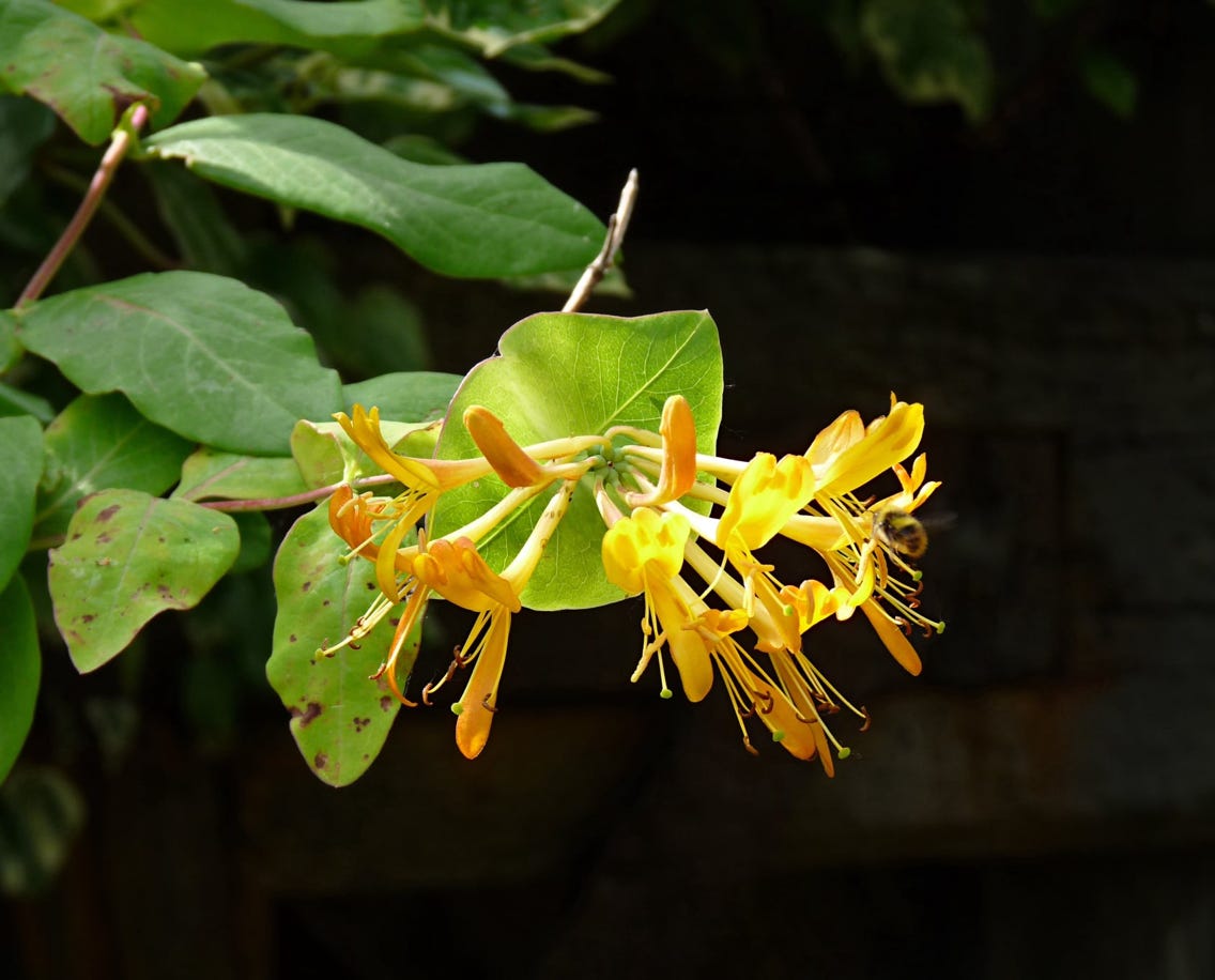 Lonicera hirsuta Eaton