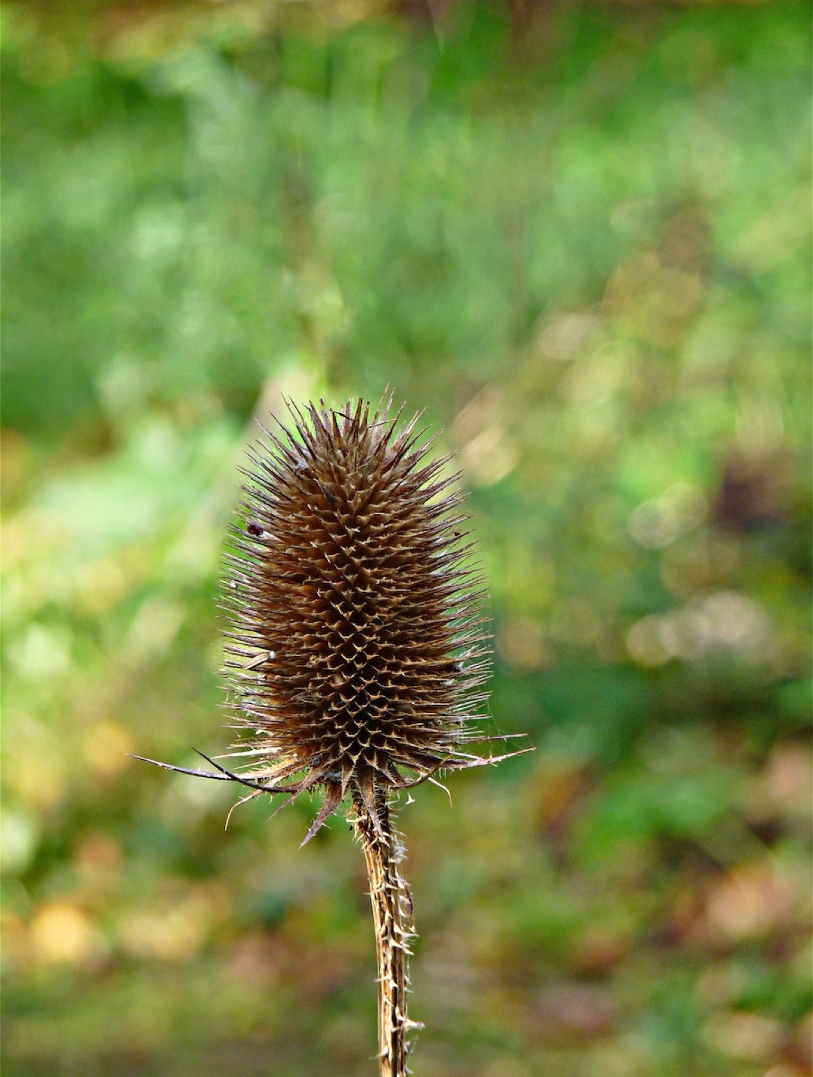 Dry thistle flower