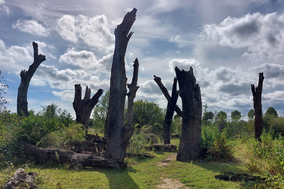 Ancient trees, approximately 2000 years old in Ohé en Laak, Limburg, Netherlands