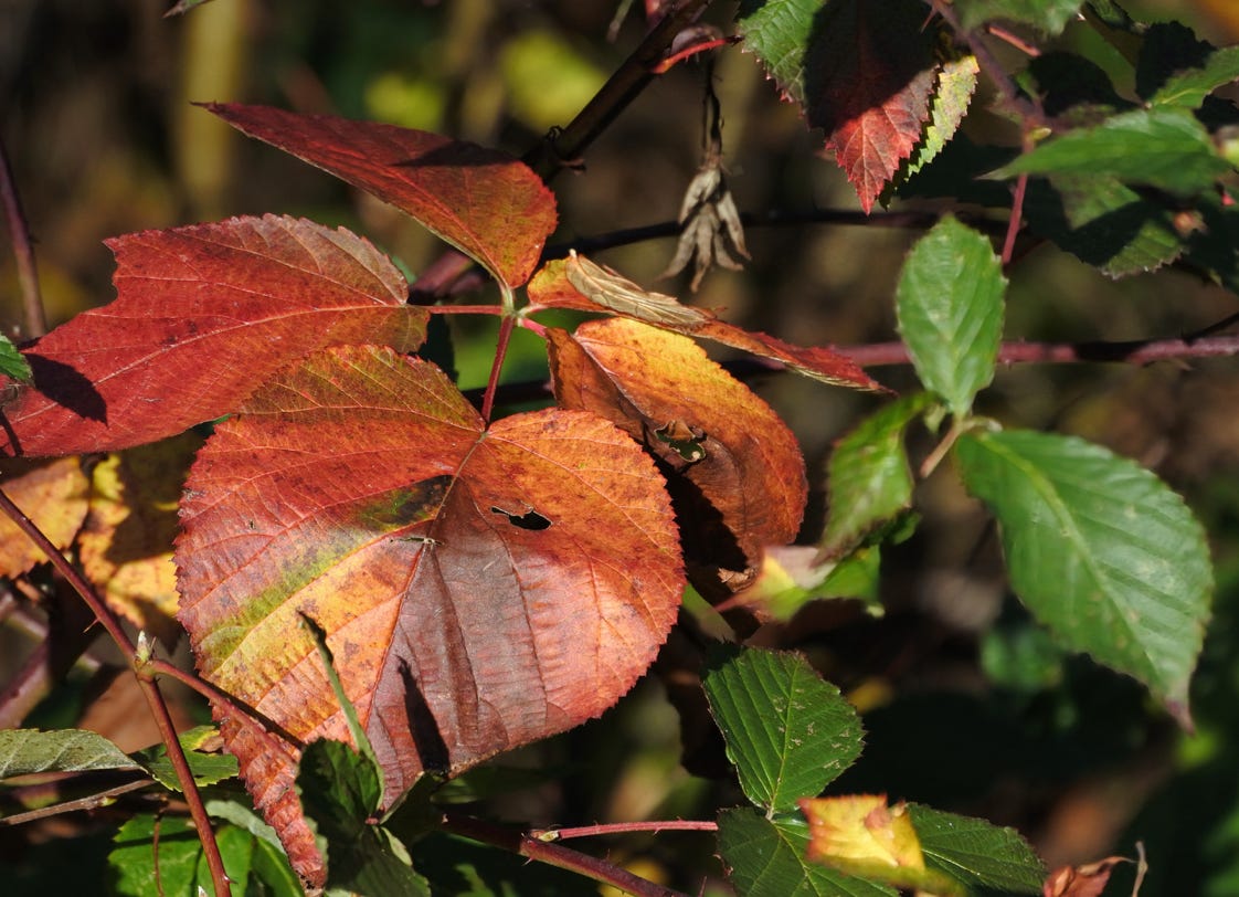 Autumn leaves