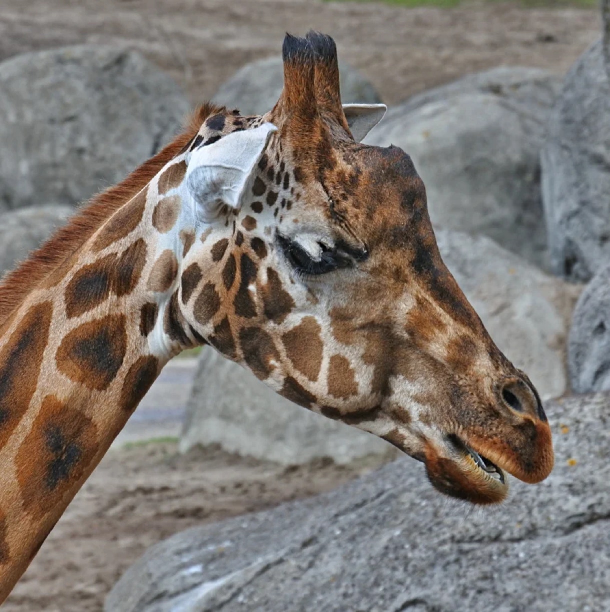 Giraffe portrait