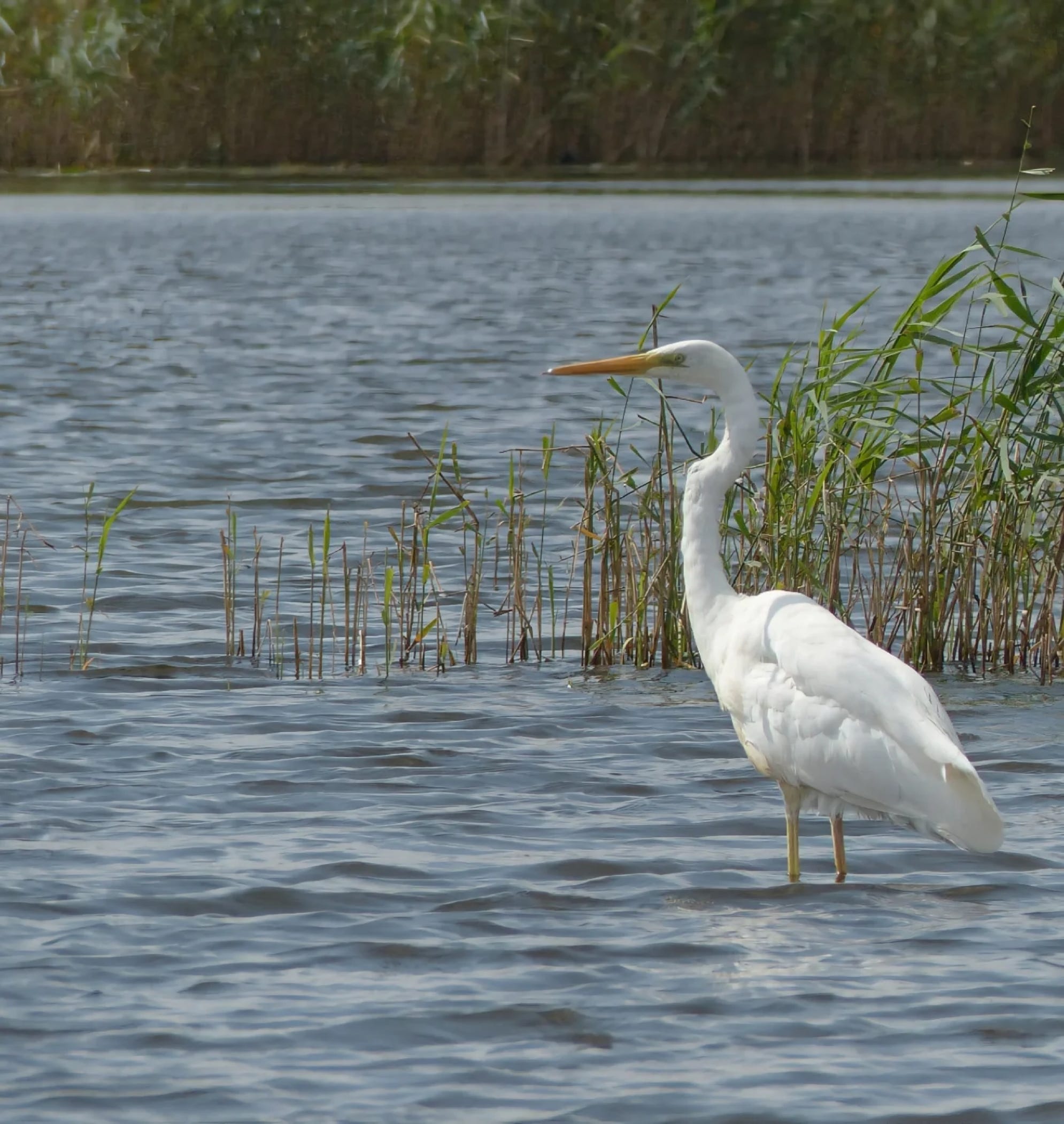 Egret bird, Naardermeer, Netherlands