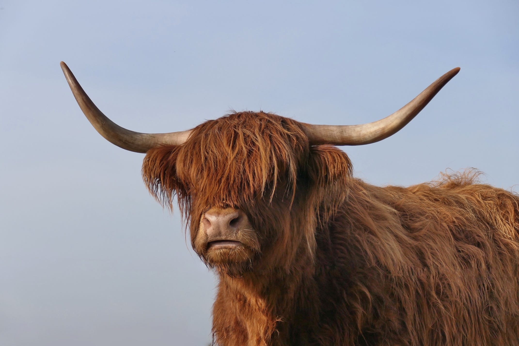 Scottish Highlander in Gasteren, Netherlands