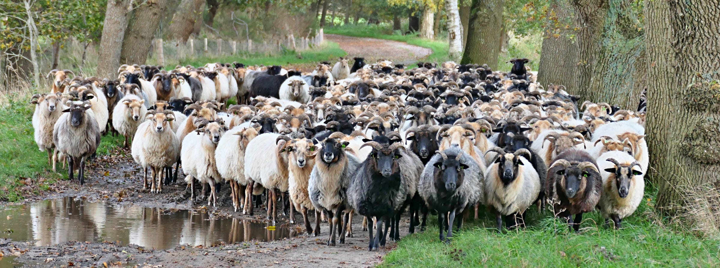 Sheep of Balloërveld, Drenthe, Netherlands