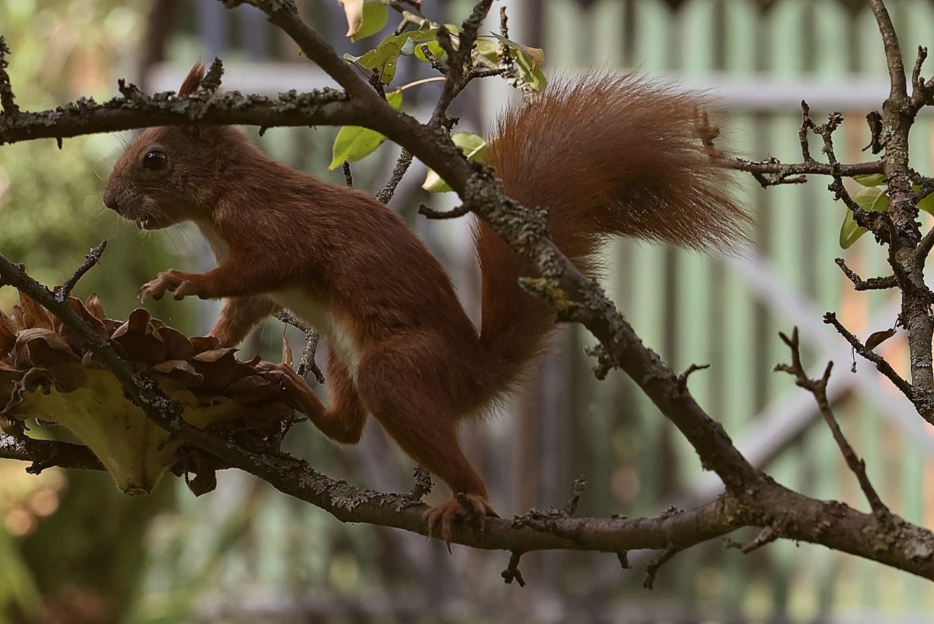 Squirrel - Bug Landscape Park -  Nabużański Park Krajobrazowy