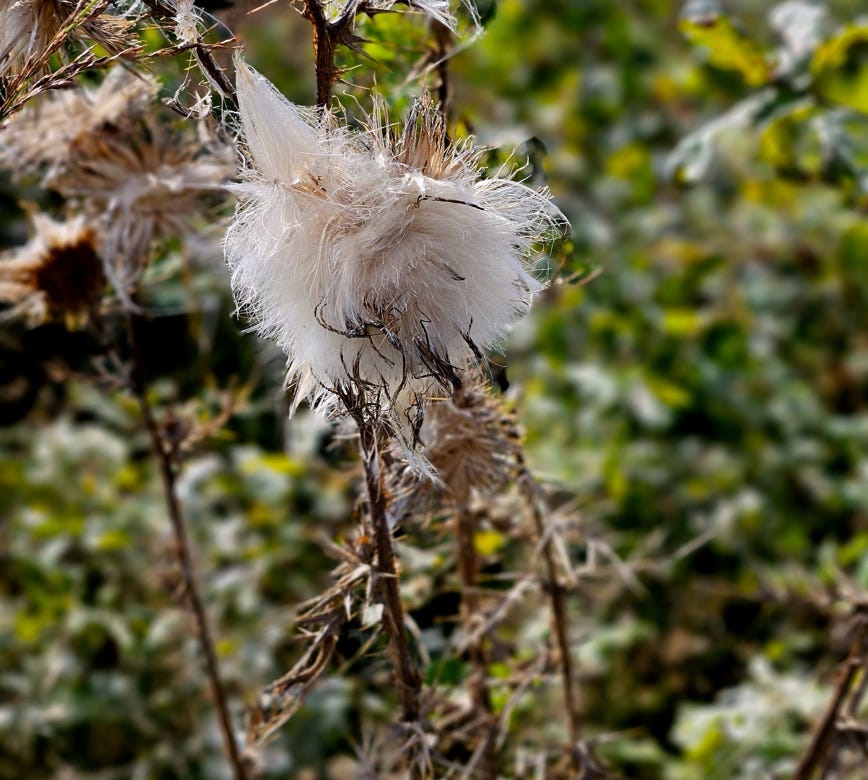 Cirsium vulgare (Savi) in Balloo, Drenthe, Netherlands