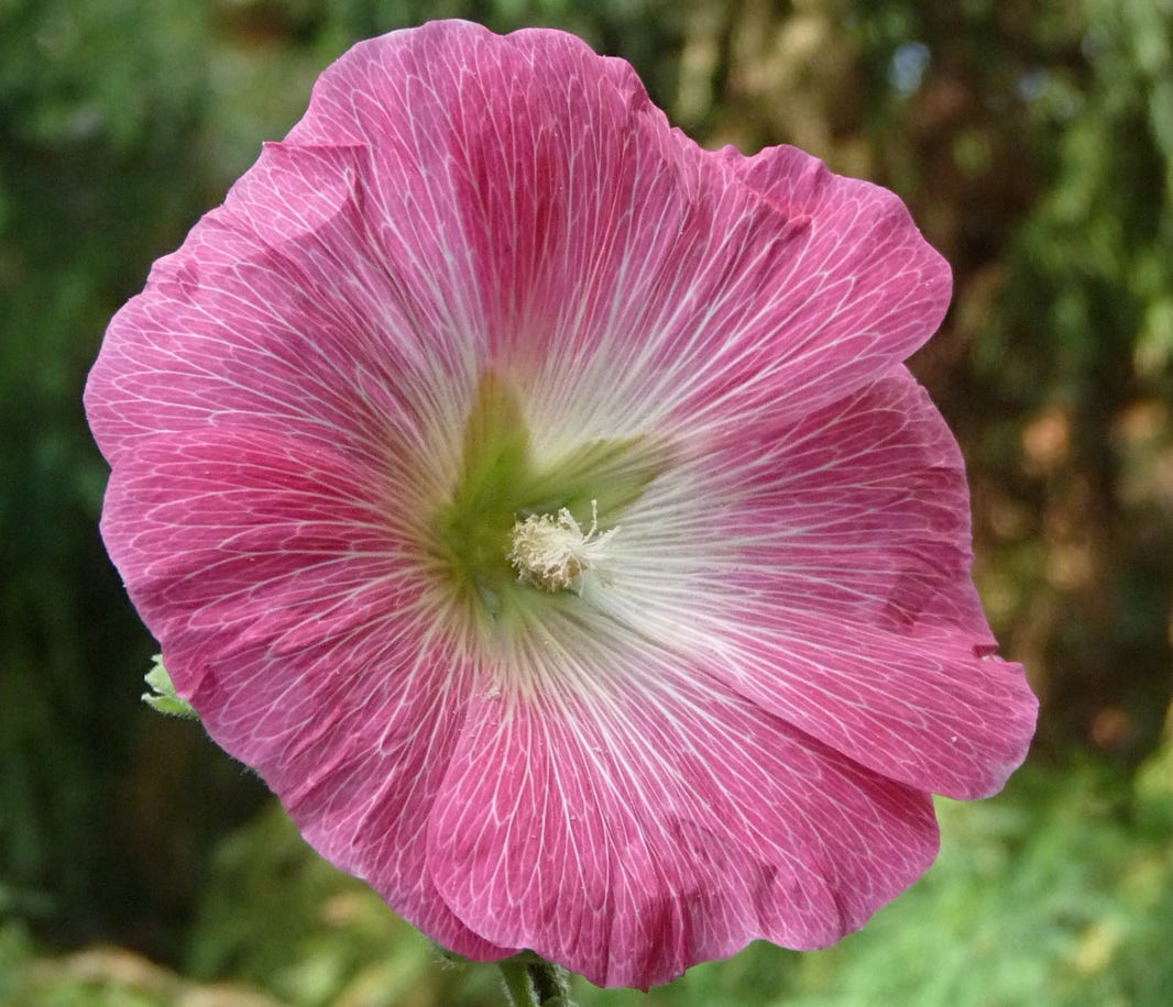 Alcea rosea