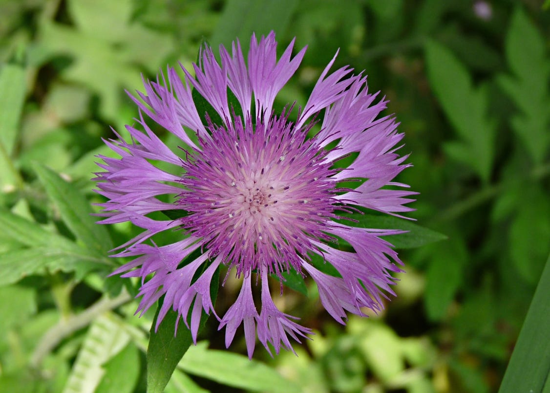 Centaurea fischeri