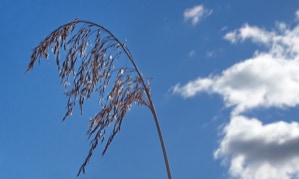 Reeds seen against the sky