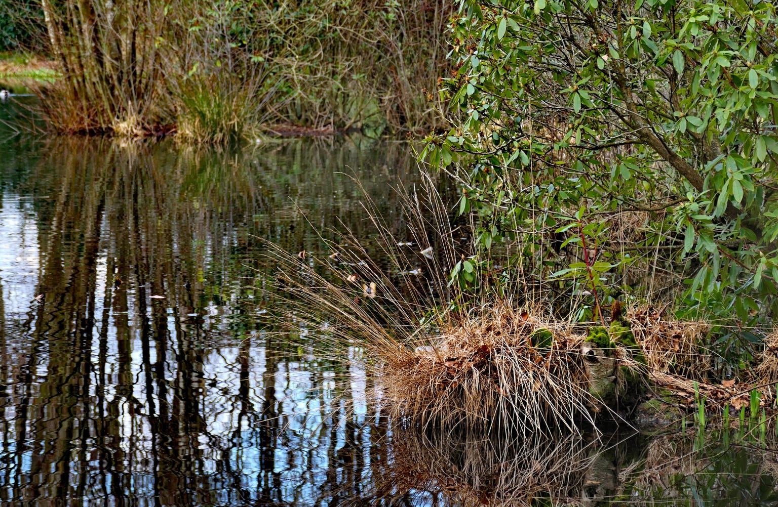 View of a small lake