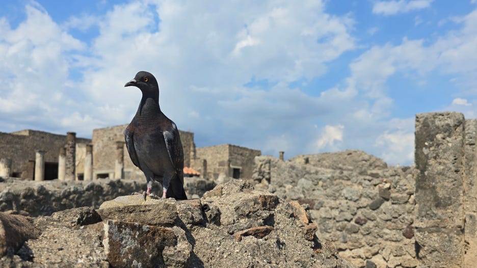 Pigeon in Pompeii, Italy