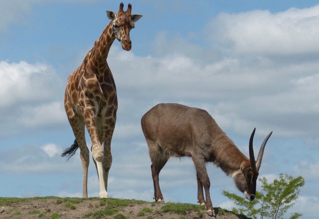 Giraffe and defassa waterbuck