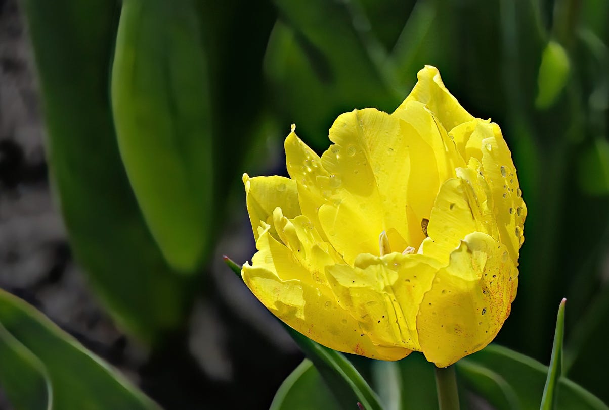 Yellow tulip