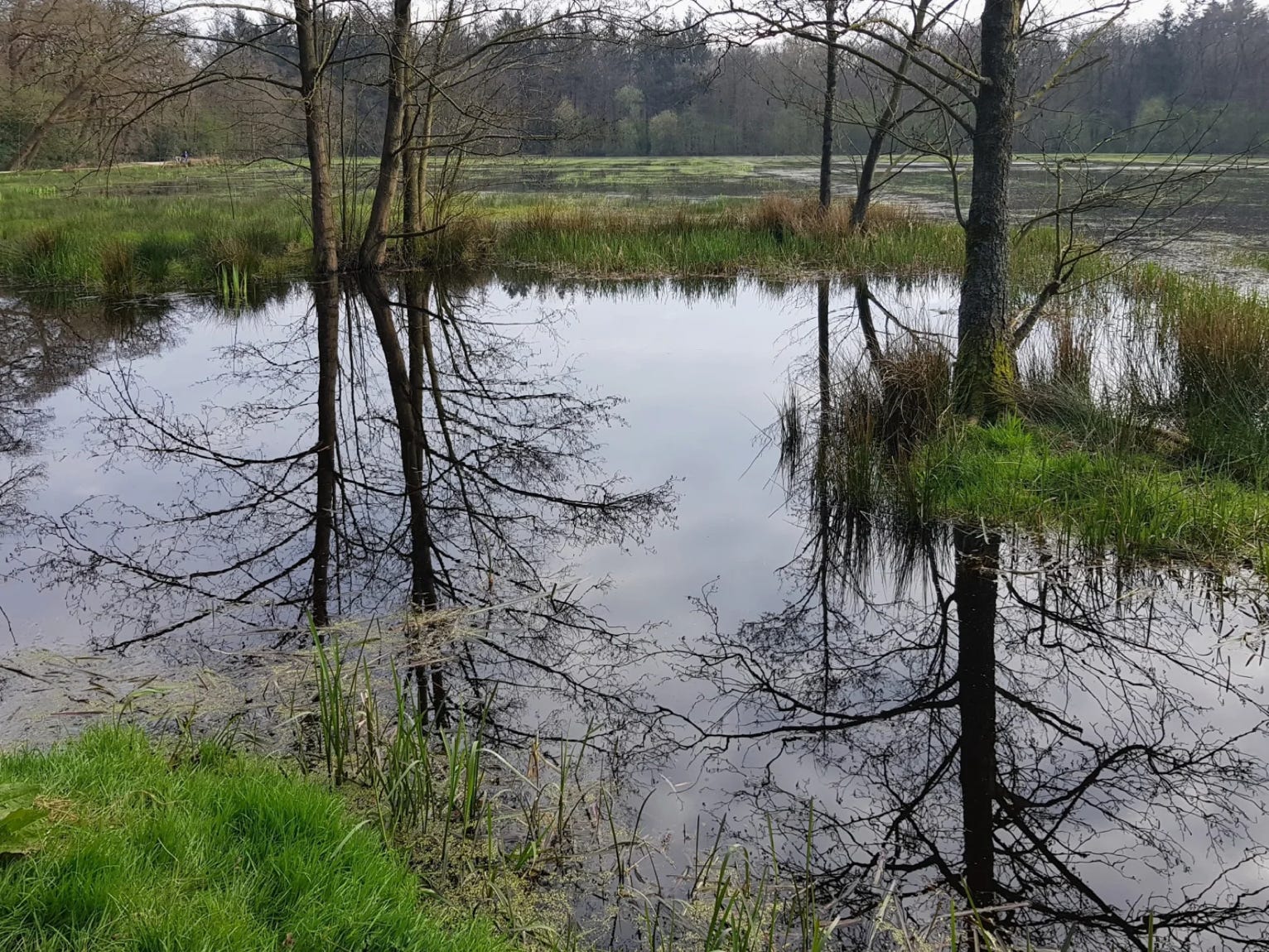 Reflection of trees in the water