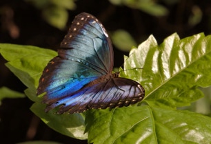 Morpho butterfly in Papiliorama, Havelte, Netherlands